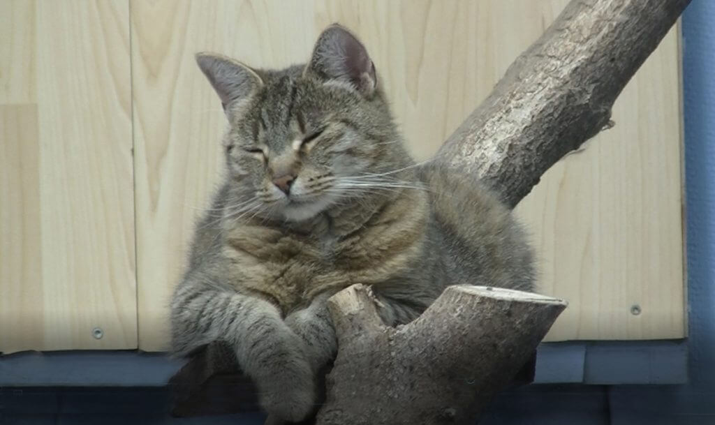 Siesta im Außenbereich - Tierbetreuung im Katzenparadies-Hachmann